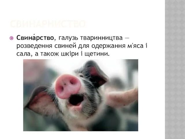 СВИНАРНИСТВО Свина́рство, галузь тваринництва — розведення свиней для одержання м'яса