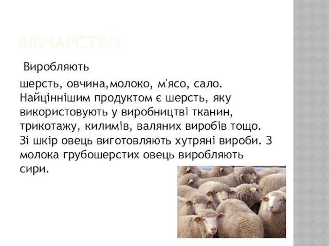 ВІВЧАРСТВО Виробляють шерсть, овчина,молоко, м'ясо, сало. Найціннішим продуктом є шерсть,