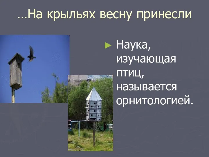 …На крыльях весну принесли Наука, изучающая птиц, называется орнитологией.