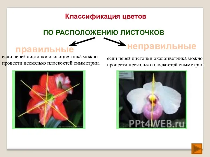 Классификация цветов ПО РАСПОЛОЖЕНИЮ ЛИСТОЧКОВ правильные неправильные если через листочки