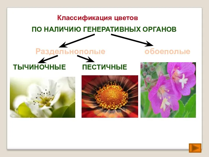 Классификация цветов ПО НАЛИЧИЮ ГЕНЕРАТИВНЫХ ОРГАНОВ Раздельнополые обоеполые ТЫЧИНОЧНЫЕ ПЕСТИЧНЫЕ