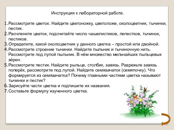 Инструкция к лабораторной работе. Рассмотрите цветок. Найдите цветоножку, цветоложе, околоцветник,