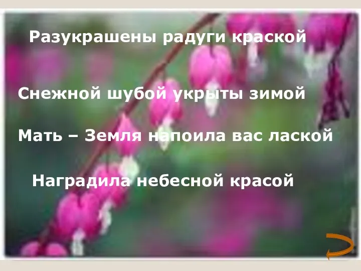 Разукрашены радуги краской Снежной шубой укрыты зимой Мать – Земля напоила вас лаской Наградила небесной красой