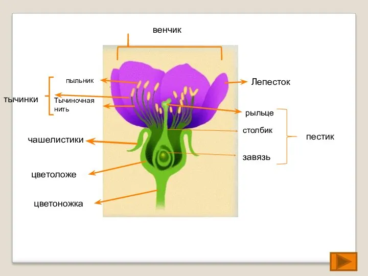 венчик пестик тычинки цветоножка цветоложе чашелистики