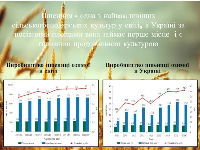 Пшениця - одна з найважливіших сільськогосподарських культур у світі, в Україні за посівними
