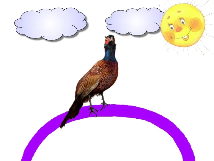 Фазан – лесная птица-курица – на фиолетовой паркуется.
