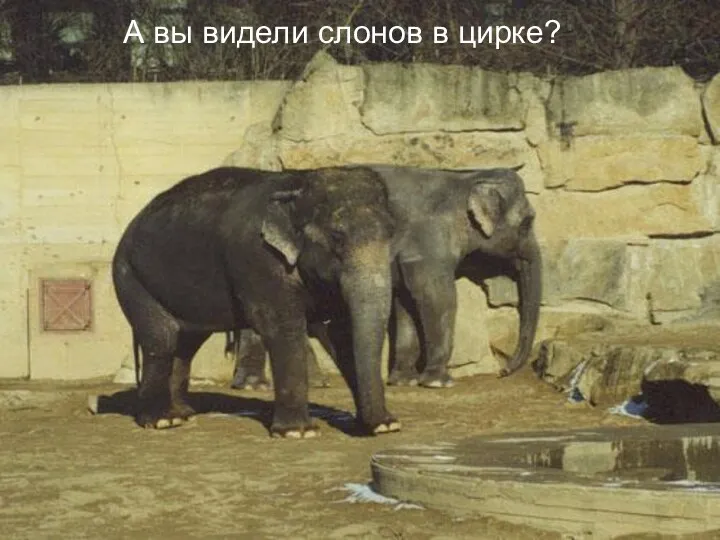 А вы видели слонов в цирке?