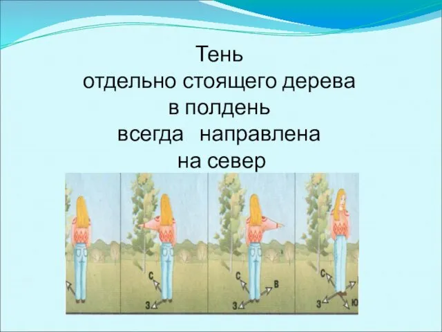 Тень отдельно стоящего дерева в полдень всегда направлена на север