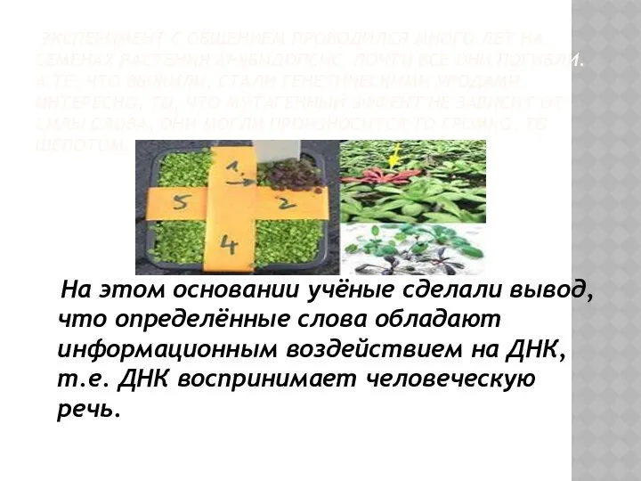 Эксперимент с общением проводился много лет на семенах растения арабидопсис,