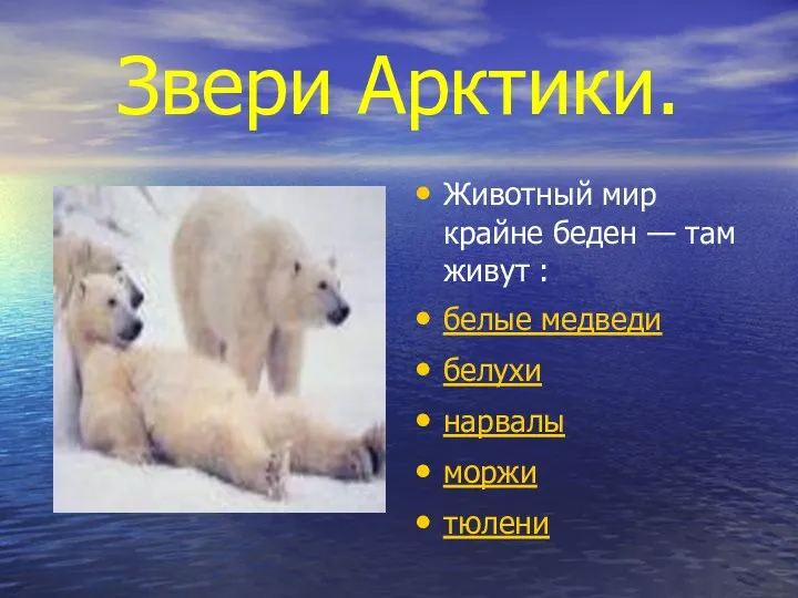 Звери Арктики. Животный мир крайне беден — там живут : белые медведи белухи нарвалы моржи тюлени