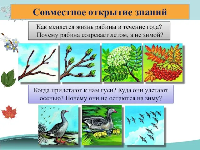 Совместное открытие знаний Как меняется жизнь рябины в течение года?