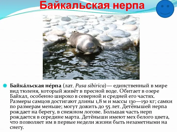 Байкальская нерпа Байка́льская не́рпа (лат. Pusa sibirica)— единственный в мире