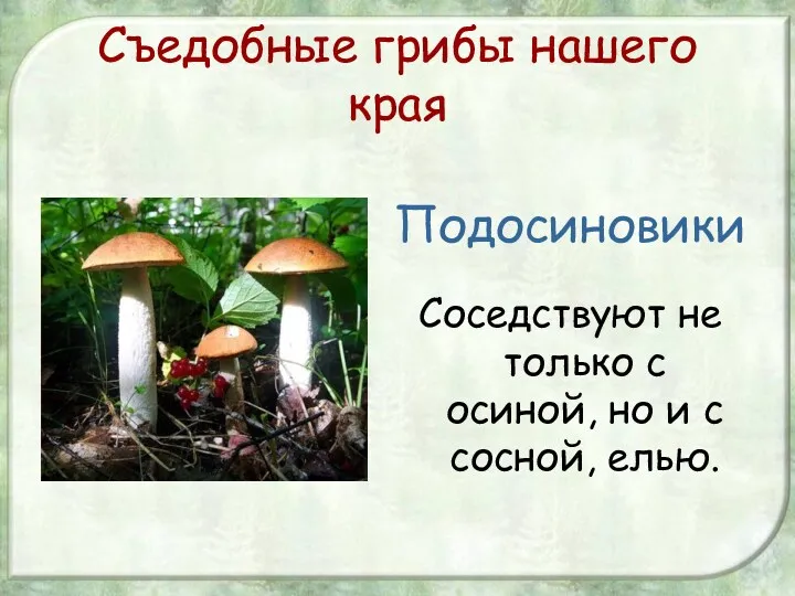 Съедобные грибы нашего края Подосиновики Соседствуют не только с осиной, но и с сосной, елью.