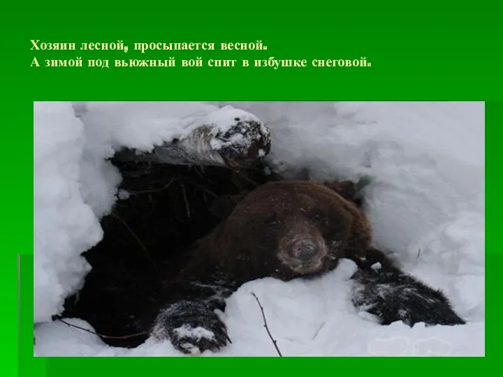 Хозяин лесной, просыпается весной. А зимой под вьюжный вой спит в избушке снеговой.