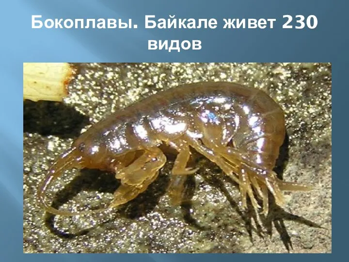 Бокоплавы. Байкале живет 230 видов