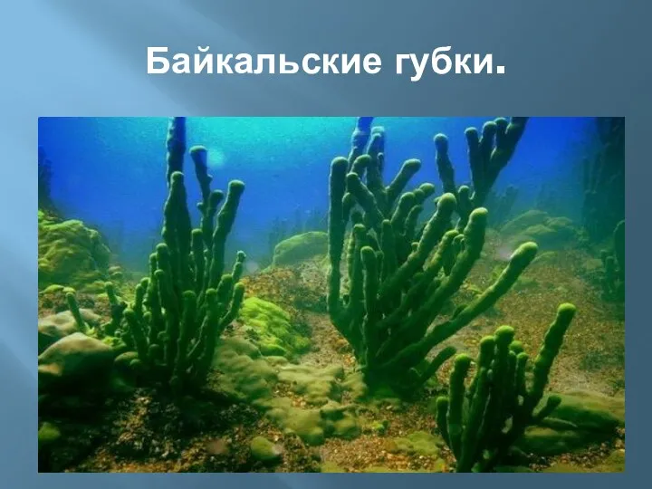 Байкальские губки.