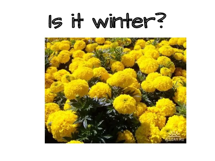 Is it winter?