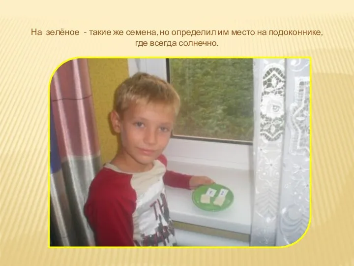 На зелёное - такие же семена, но определил им место на подоконнике, где всегда солнечно.