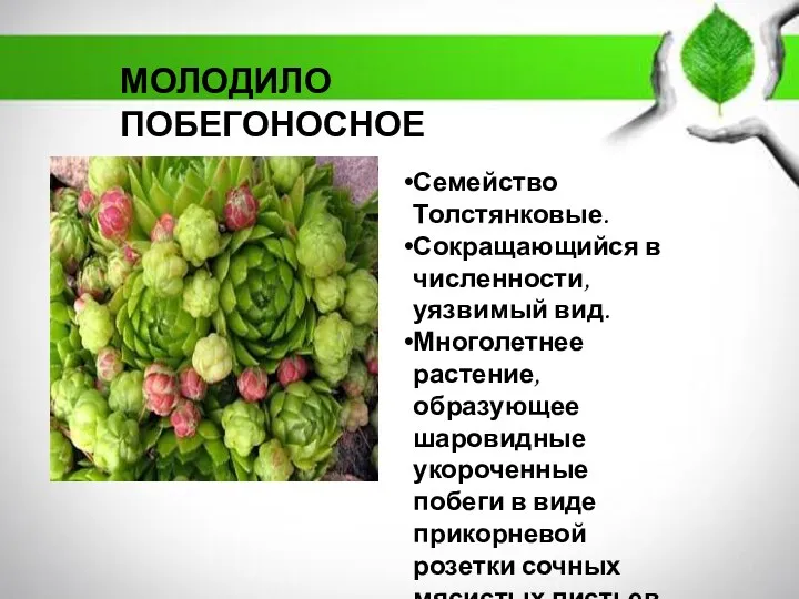 Семейство Толстянковые. Сокращающийся в численности, уязвимый вид. Многолетнее растение, образующее шаровидные укороченные побеги