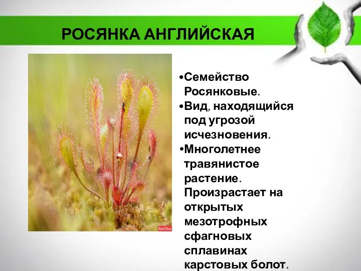 Семейство Росянковые. Вид, находящийся под угрозой исчезновения. Многолетнее травянистое растение. Произрастает на открытых