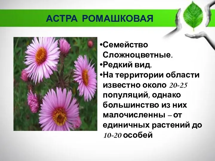 АСТРА РОМАШКОВАЯ Семейство Сложноцветные. Редкий вид. На территории области известно