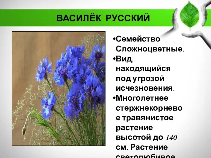 Семейство Сложноцветные. Вид, находящийся под угрозой исчезновения. Многолетнее стержнекорневое травянистое