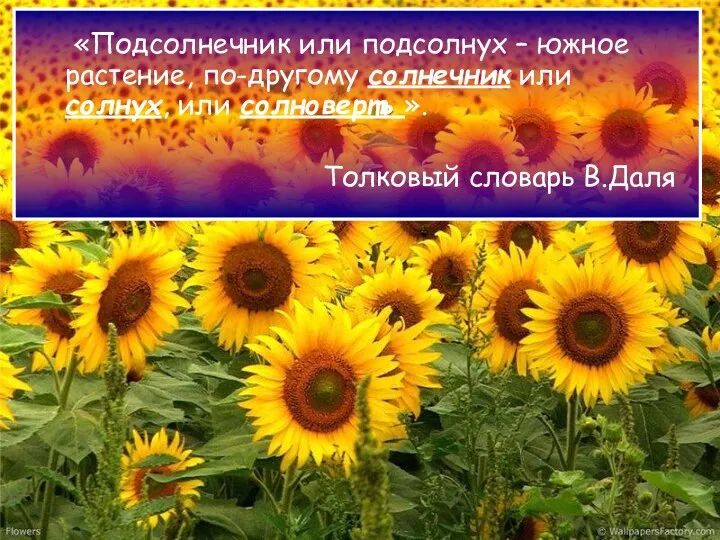 «Подсолнечник или подсолнух – южное растение, по-другому солнечник или солнух, или солноверть ». Толковый словарь В.Даля