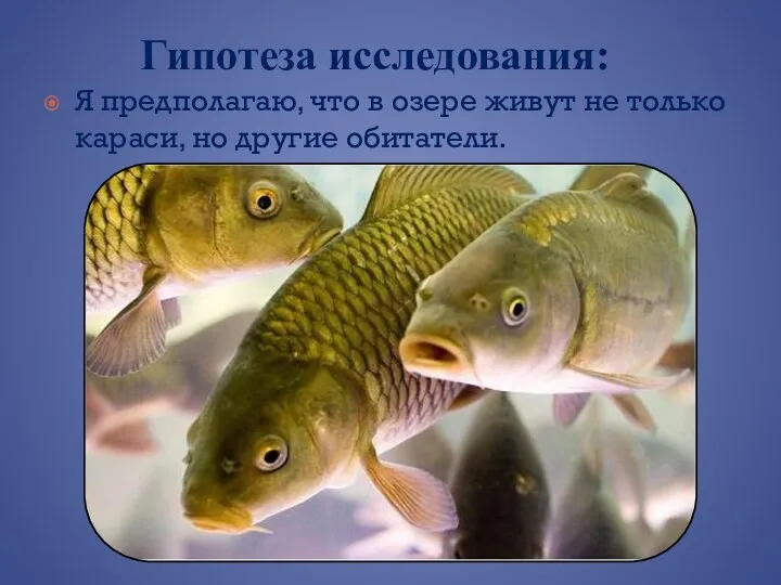 Я предполагаю, что в озере живут не только караси, но другие обитатели. Гипотеза исследования: