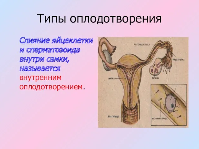 Типы оплодотворения Слияние яйцеклетки и сперматозоида внутри самки, называется внутренним оплодотворением.