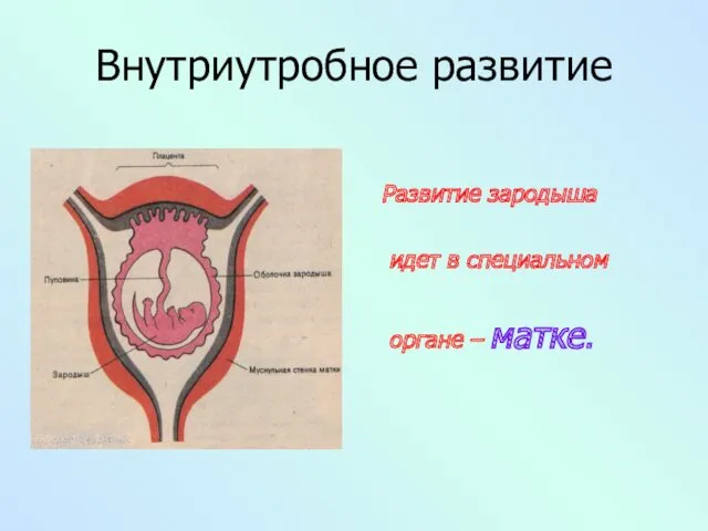 Внутриутробное развитие Развитие зародыша идет в специальном органе – матке.