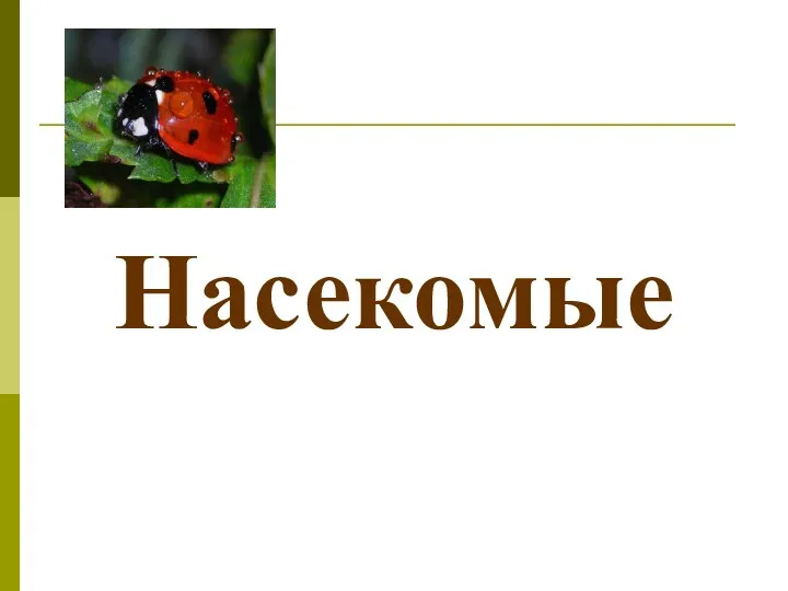 Насекомые