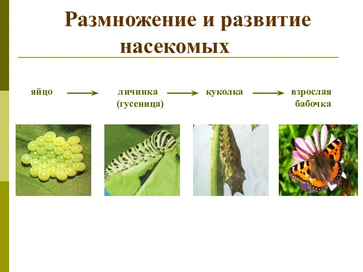 Размножение и развитие насекомых яйцо личинка куколка взрослая (гусеница) бабочка