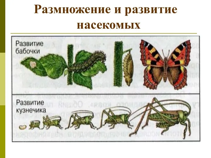 Размножение и развитие насекомых