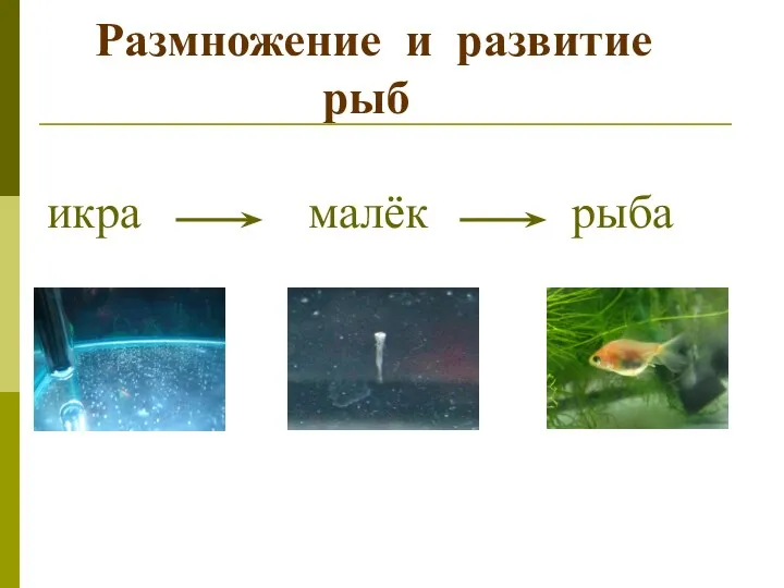 Размножение и развитие рыб икра малёк рыба