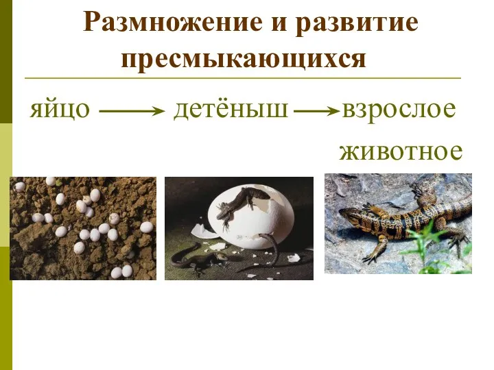 Размножение и развитие пресмыкающихся яйцо детёныш взрослое животное