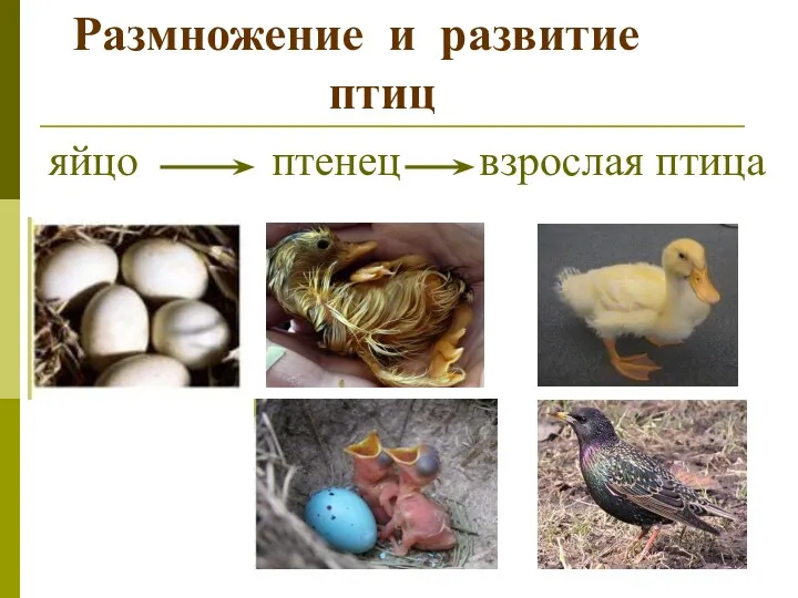 Размножение и развитие птиц яйцо птенец взрослая птица