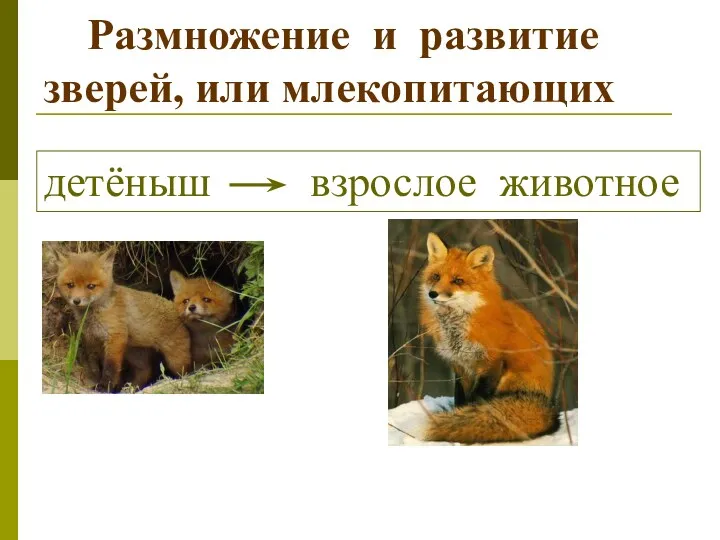 Размножение и развитие зверей, или млекопитающих детёныш взрослое животное