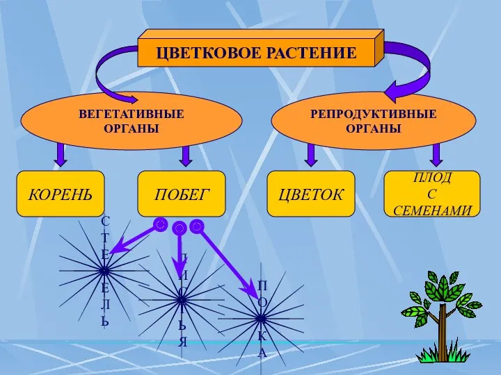 ЦВЕТКОВОЕ РАСТЕНИЕ РЕПРОДУКТИВНЫЕ ОРГАНЫ ВЕГЕТАТИВНЫЕ ОРГАНЫ