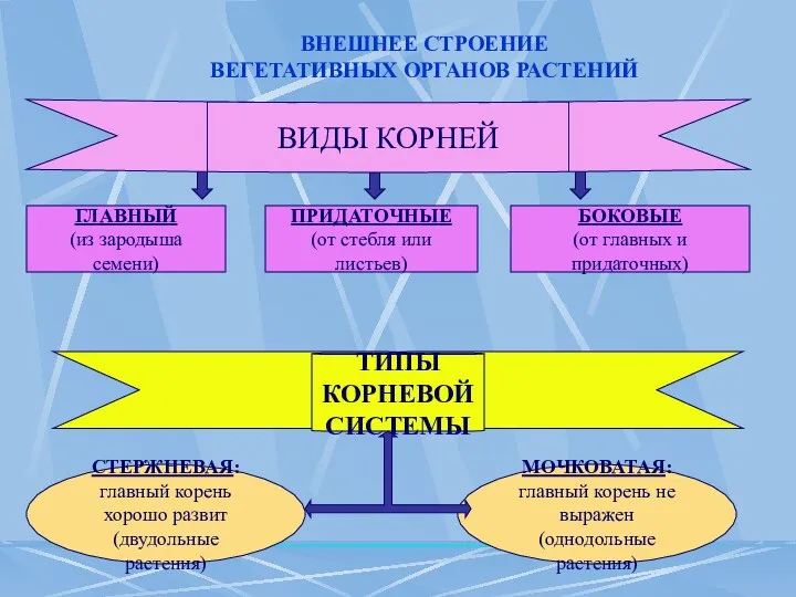 ВНЕШНЕЕ СТРОЕНИЕ ВЕГЕТАТИВНЫХ ОРГАНОВ РАСТЕНИЙ ГЛАВНЫЙ (из зародыша семени) ПРИДАТОЧНЫЕ