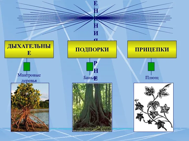 ВИДОИЗМЕНЕНИЯ КОРНЕЙ