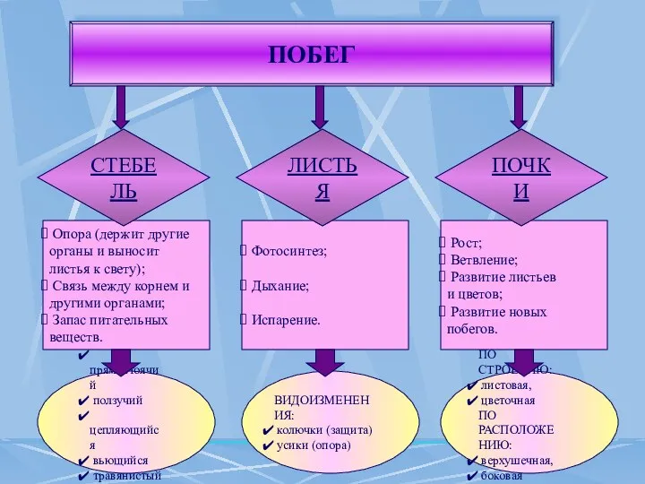 ПОБЕГ СТЕБЕЛЬ ЛИСТЬЯ ПОЧКИ