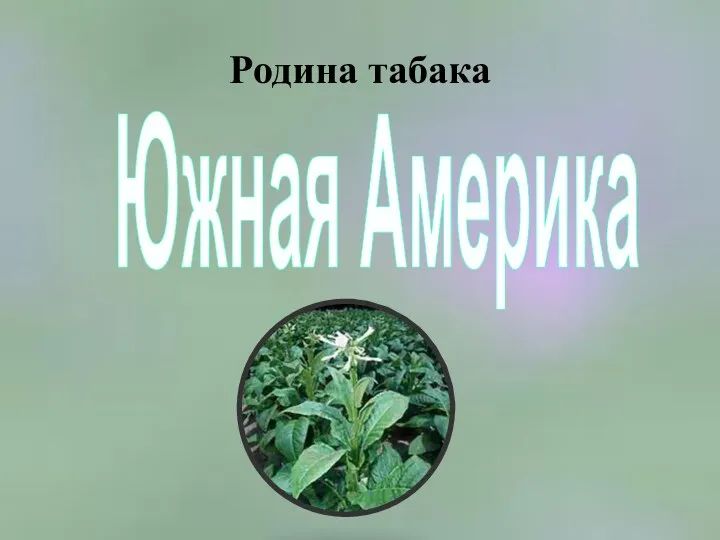 Родина табака Южная Америка