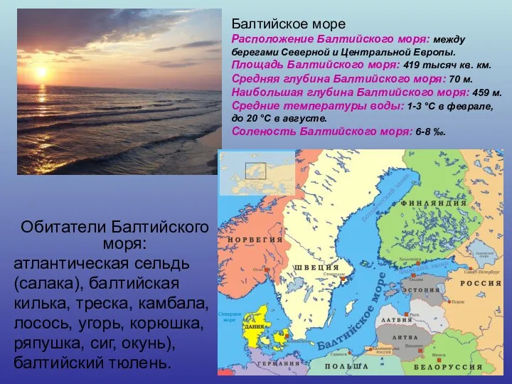 Обитатели Балтийского моря: атлантическая сельдь (салака), балтийская килька, треска, камбала, лосось, угорь, корюшка,
