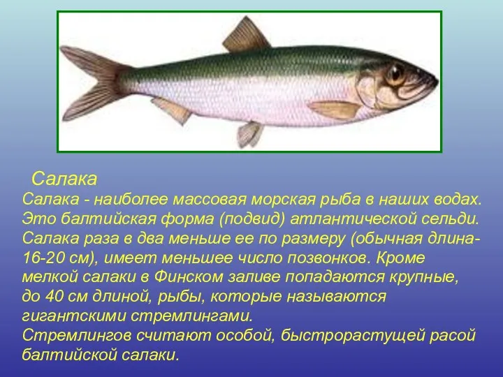 Салака Салака - наиболее массовая морская рыба в наших водах. Это балтийская форма