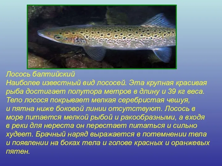 Лосось балтийский Наиболее известный вид лососей. Эта крупная красивая рыба достигает полутора метров