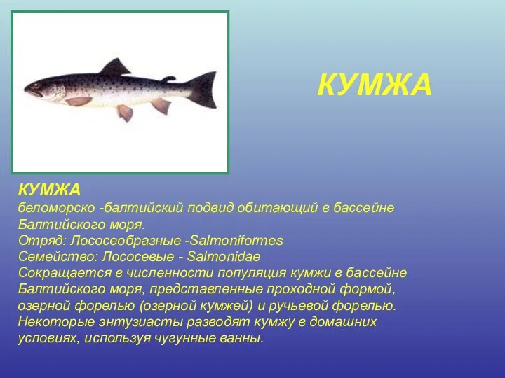 КУМЖА КУМЖА беломорско -балтийский подвид обитающий в бассейне Балтийского моря. Отряд: Лососеобразные -Salmoniformes
