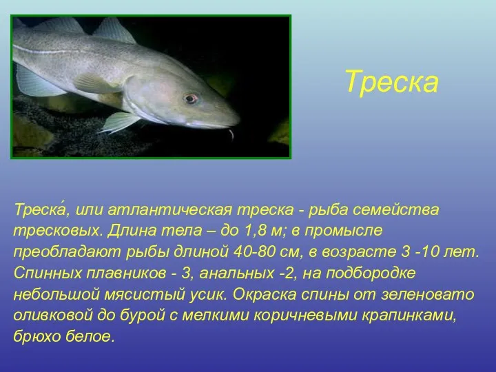 Треска Треска́, или атлантическая треска - рыба семейства тресковых. Длина тела – до