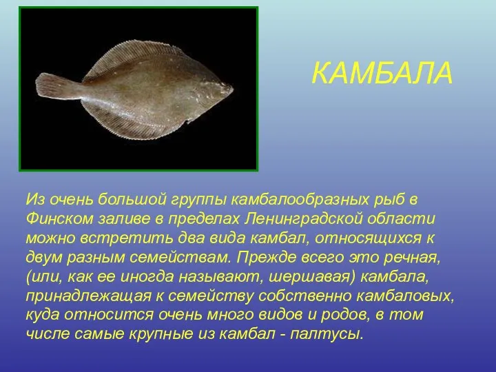 КАМБАЛА Из очень большой группы камбалообразных рыб в Финском заливе в пределах Ленинградской