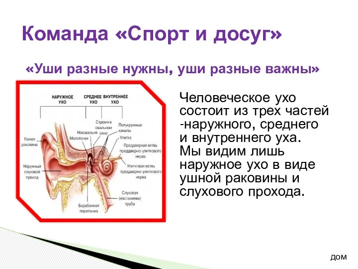 «Уши разные нужны, уши разные важны» Команда «Спорт и досуг»