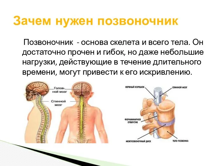 Позвоночник - основа скелета и всего тела. Он достаточно прочен